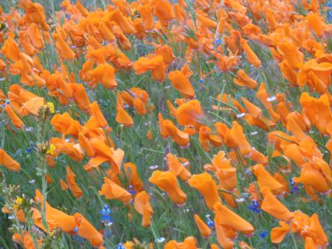 Picture of orange flowers in bloom