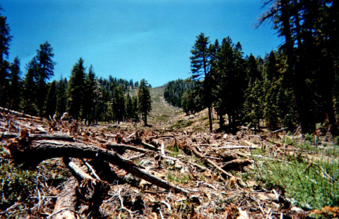 strewn foliage after avalanche.