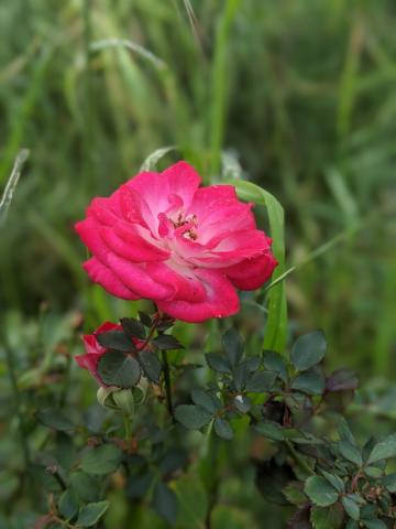 Red Rose in backyard.